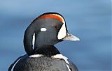 Harlequin Duckborder=